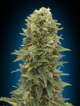 Afghan Mass Auto Feminised Seeds-00S-AFM-AUTO-FEM