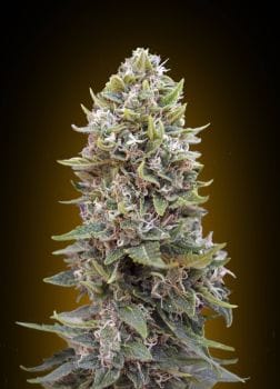 Cheese Berry Auto Feminised Seeds-00S-CHB-AUTO-FEM