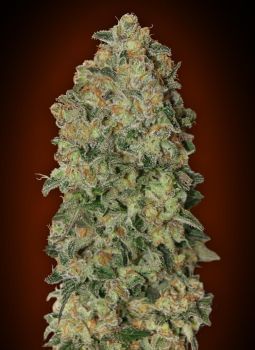 Chocolate Skunk Auto Feminised Seeds-00S-CHS-AUTO-FEM