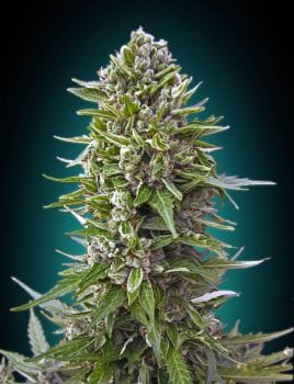 Northern Lights Auto Feminised Seeds-00S-NL-AUTO-FEM