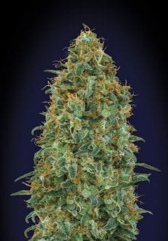 Blueberry Feminised Seeds-00S-BLU-FEM