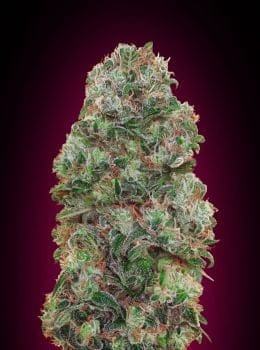 Bubble Gum Feminised Seeds-00S-BGM-FEM