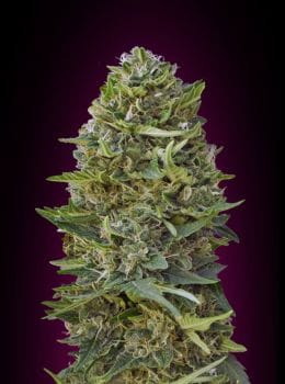 Caramel Kush Feminised Seeds-00S-CKSH-FEM