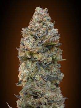 Chocolate Skunk Feminised Seeds-00S-CHSK-FEM