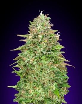 Critical Poison Fast Feminised Seeds-00S-CRPO-FAST-FEM