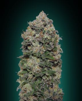 Northern Lights Feminised Seeds-00S-NL-FEM