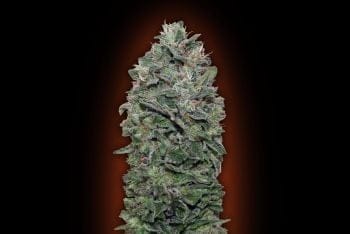 Sweet Soma Feminised Seeds-00S-SWSM-FEM