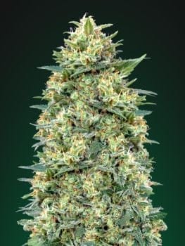 White Widow Auto Feminised Seeds-00S-WW-AUTO-FEM