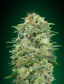White Widow CBD Feminised Seeds-00S-WW-CBD-FEM
