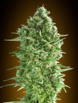 Do-Si-Dos Cookies Feminised Seeds-00S-DSDCOOK-FEM