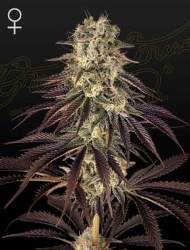 Kong's Krush Feminised Seeds-GHKKRUSH