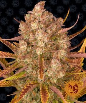 Dos Si Dos Auto Feminised Seeds-BFS-DSD-AUTO-FEM