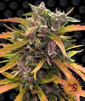 Gorilla Glue Auto Feminised Seeds-BFS-GG-AUTO-FEM