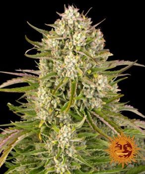 Wedding Cake Auto Feminised Seeds-BFS-WEDC-AUTO-FEM