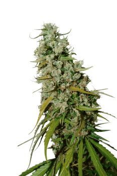 Kees' Old School Haze Regular Seeds-SSSC-KOSH-REG