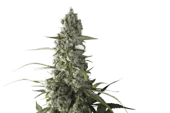 Prima Holandica Regular Seeds-SSSC-PRIMA-REG