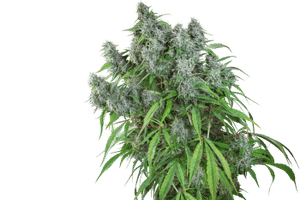 Frosty Friday Regular Seeds-SSSC-FF-REG