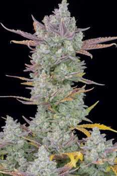 Gorilla Cookies Auto Feminised Seeds-FB-GORCOOK-AUTO-FEM