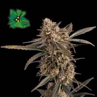 Green Crack Auto Feminised Seeds-SMAN-GRCRK-AUTO-FEM