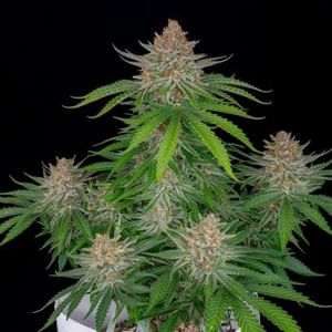Strawberry Pie Auto Feminised Seeds-FB-STRPIE-AUTO-FEM