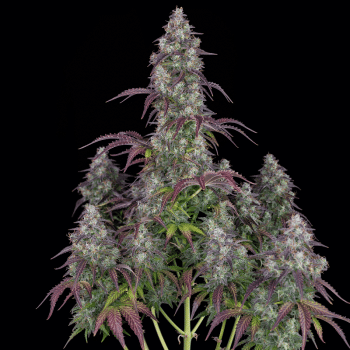 Lemon Pie Auto Feminised Seeds-FB-LEMPIE-AUTO-FEM