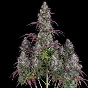 Lemon Pie Auto Feminised Seeds-FB-LEMPIE-AUTO-FEM