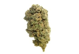 Quicksilver Feminised Seeds-AMG-QUICKS-FEM