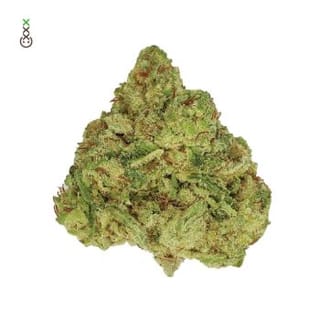 Skywalker Saga Feminised Seeds-AMG-SKYWS-FEM