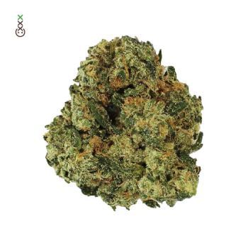 Grapefruit Superstar Feminised Seeds-AMG-GRFRSS-FEM