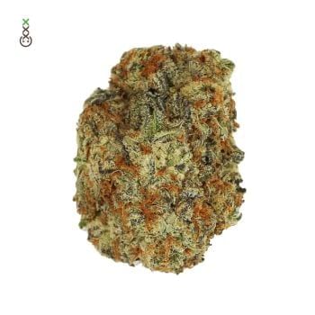 Chocolato Feminised Seeds-AMG-CHLATO-FEM