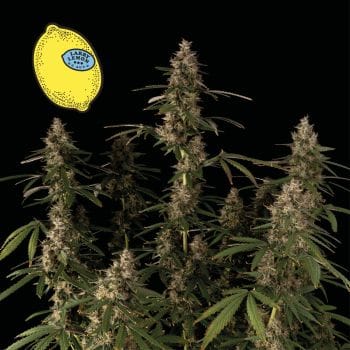 Larry Lemon OG Auto Feminised Seeds-SMAN-LARLEM-OG-AUTO-FEM