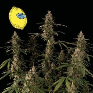 Larry Lemon OG Auto Feminised Seeds-SMAN-LARLEM-OG-AUTO-FEM