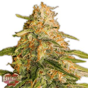 Tropic Punch Feminised Seeds-HWS-TROPUN-FEM