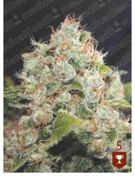 BCN Sour Diesel Feminised Seeds-MS-BCNSD-FEM