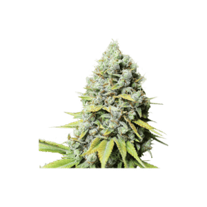 Kosher Haze Regular Seeds-SSSC-KOHAZ-REG