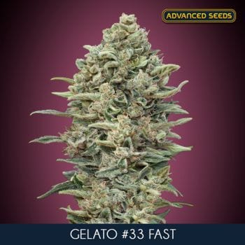 Gelato #33 Rapide Féminisée Semences-ADV-GEL33-FAST-FEM