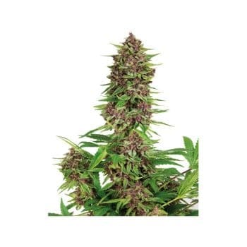 Purple Kush Feminised Seeds-BS-PKUSH-FEM