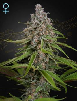 Deep Candy CBD Feminised Seeds-GHDEEPCANCBD