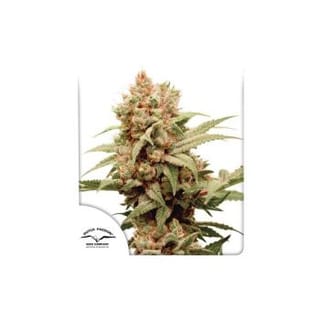 CBG-Force Feminized Seeds-DP-CBGFORCE-FEM