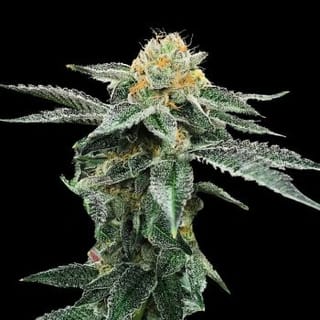 Kosher Cookies Feminised Seeds-DNA-KOSHCOOK-FEM