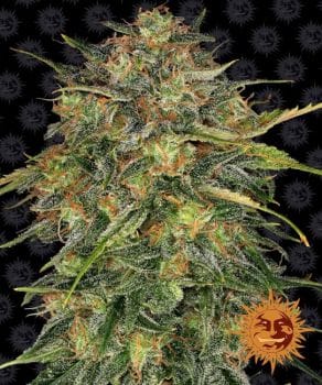 Cheese Feminised Seeds-BFS-CHEES-FEM