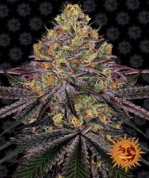 Watermelon Zkittlez Feminised Seeds-BFS-WATZKIT-FEM