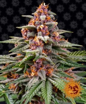 Runtz Auto Feminised Seeds-BFS-RUNTZ-AUTO-FEM
