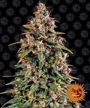 Watermelon Zkittlez Auto Feminised Seeds-BFS-WATZKIT-AUTO-FEM