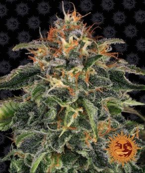 Moby Dick Feminised Seeds-BFS-MOBD-FEM