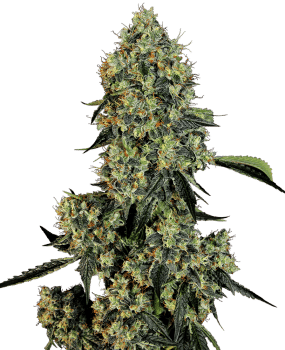 OG Kush Feminised Seeds-WHITE-OGK-FEM
