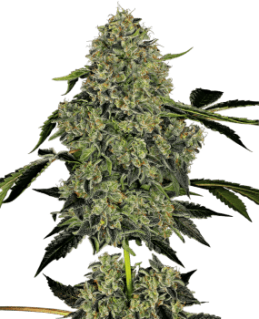 OG Kush Auto Feminised Seeds-WHITE-OGK-AUTO-FEM