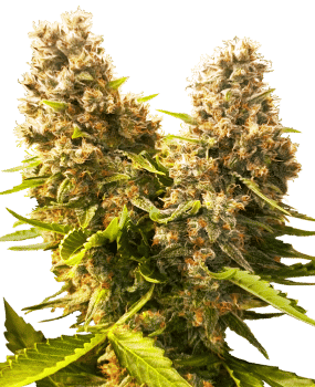 Banana Kush Cake Auto Feminised Seeds-SEN-BANKC-AUTO-FEM