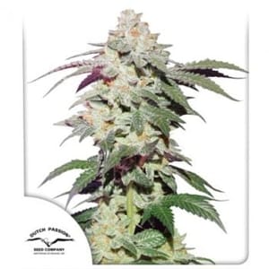 Skywalker Haze Feminised Seeds-DP-SKYHAZ-FEM
