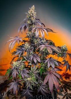 Red Gorilla Girl XL Auto Feminised Seeds-SS-REDGG-AUTO-FEM